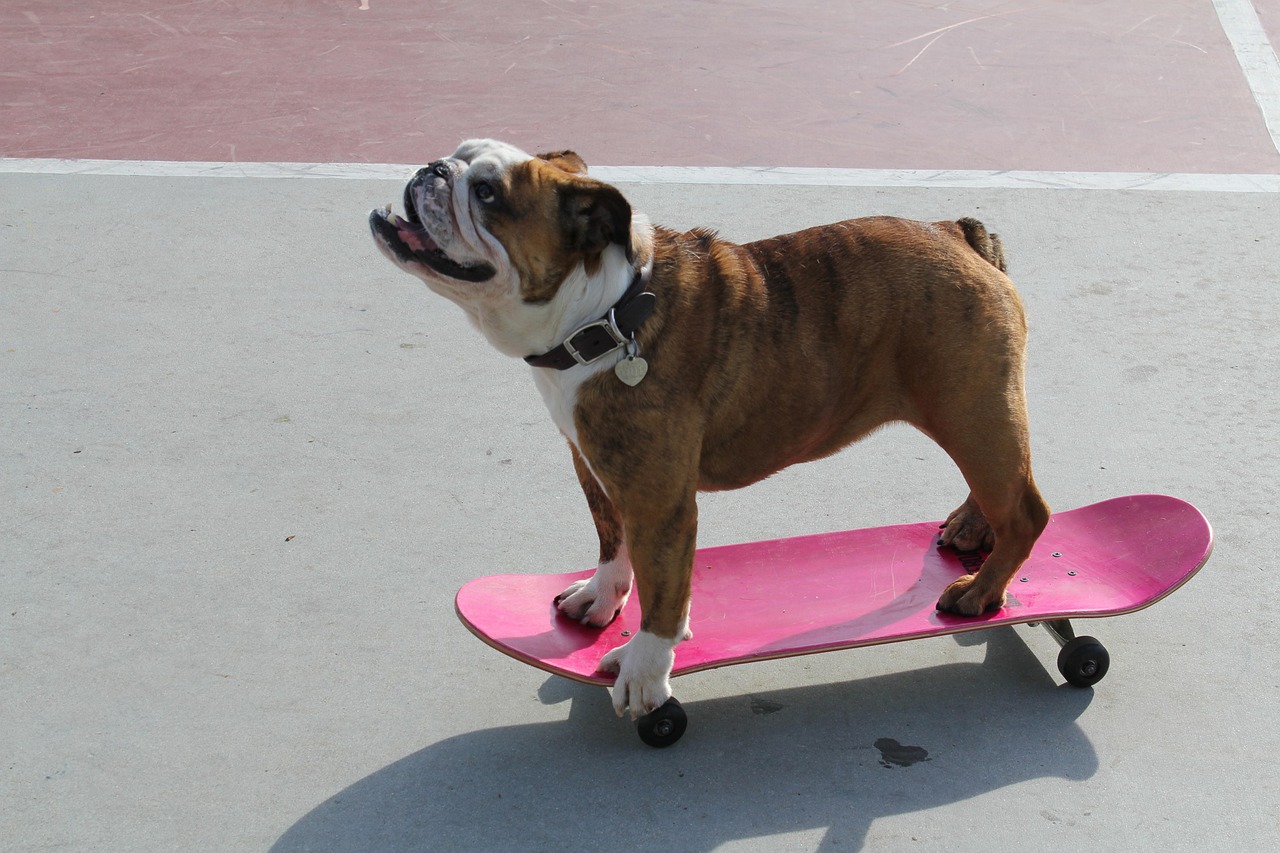 dog-3290656_1280