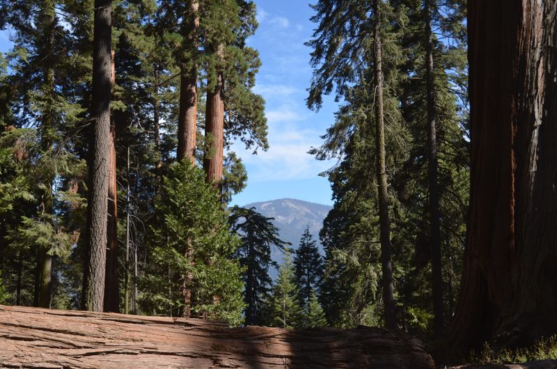 Balch Park is one of nearly a dozen Tulare County parks.
