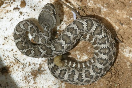 The Southern Pacific rattlesnake is the only type of rattlesnake that lives in Ventura County.