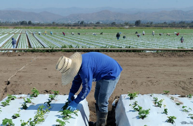 An agricultural worker picks the first flower off a strawberry plant in August 2020, at a field in Oxnard.