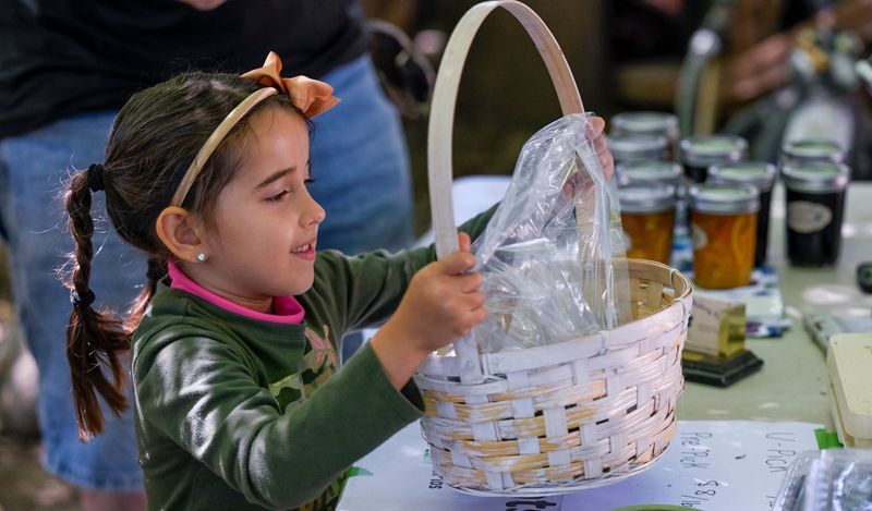 Victoria Finn, 5, of Hanford gathers blueberries she picked at Heavenly Wheels Blueberry Farm on Tuesday, May 21, 2024