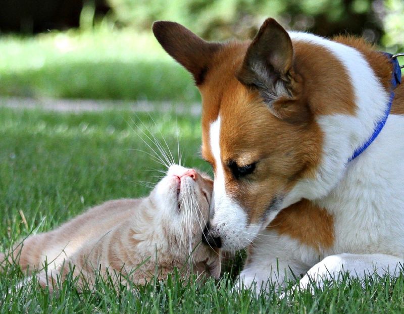 A cat and dog, pictured in an undated photo.