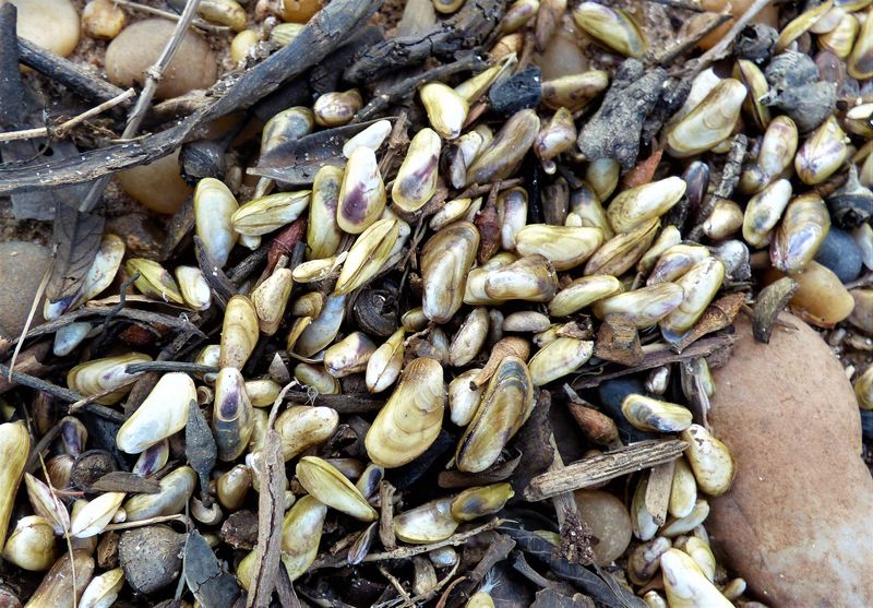 Golden mussel seen in the Salto Grande dam in Uruguay. The golden mussel’s appearance in the Sacramento-San Joaquin Delta is its first confirmed detection in North America — and it has the potential to clog major water supply pumps.