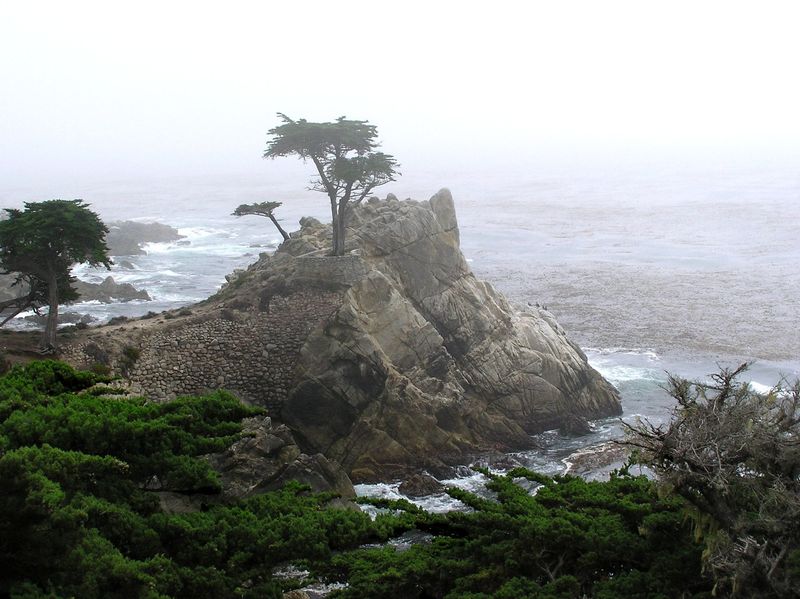 Iconic tree along the 17-mile Drive in Pebble Beach, California.