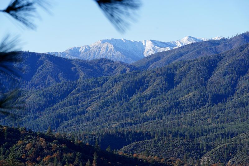 The Shasta-Trinity National Forest is home to several species of trees. Pine species grow in the lower and mid-elevation, as seen Wednesday, Nov. 27, 2024 in these slopes facing Shasta Dam Boulevard near Shasta Dam just north of Redding.