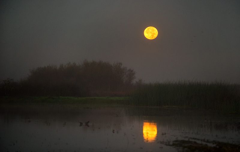 A supermoon graces the sky over the Cosumnes River Preserve near Thonrton early Monday morning on Nov. 14, 2016. Supermoons occur on average once ever 14 months. It was 221,524 mile from earth compared with the average distance of 238,900 miles.