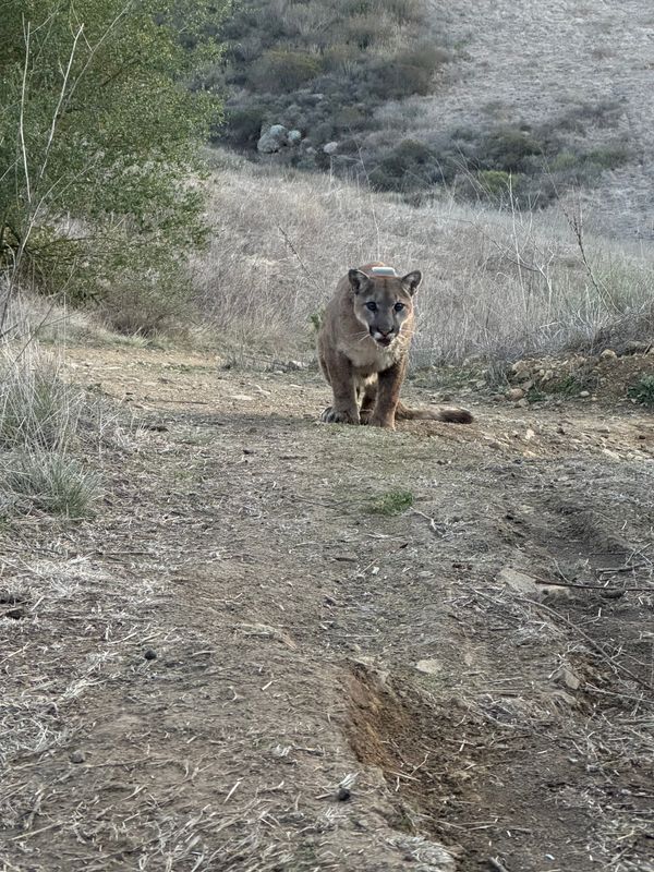 A GPS collar is visible as a young male mountain lion is released back to the wild after being caught in Camarillo on February 2025. Wildlife officials checked the lion's health and attached the collar before setting him free.