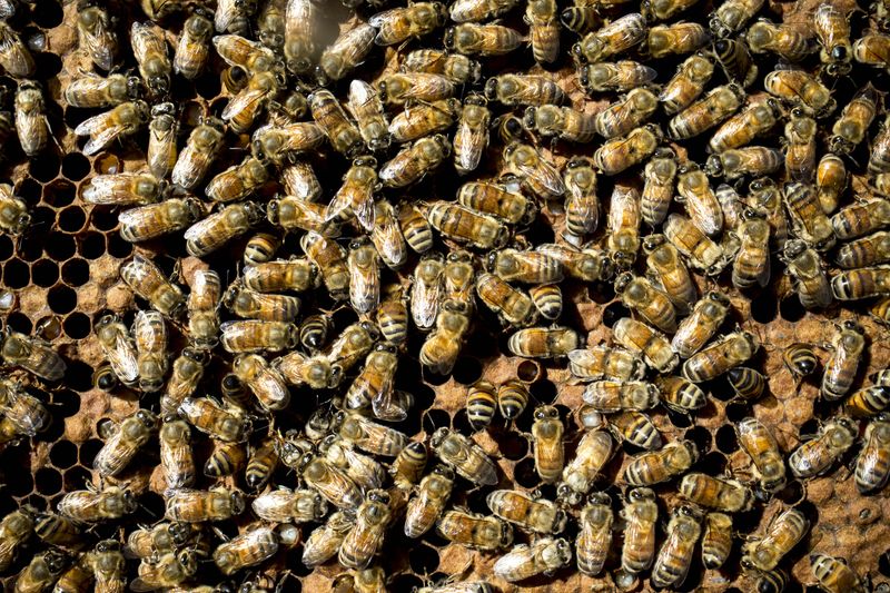 The highly aggressive Africanized bee, or killer bee, is widespread in Arizona. This hybrid species is known to defend its hive relentlessly when disturbed.