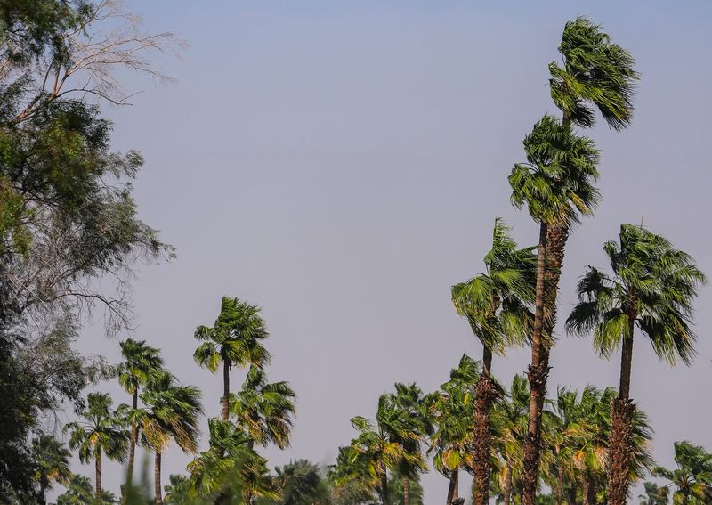 Dust obscures the view of the mountains as the wind blows the palm trees during a storm last march. High winds are forecast for the desert on Monday, Feb. 16. Andy Abeyta/The Desert Sun