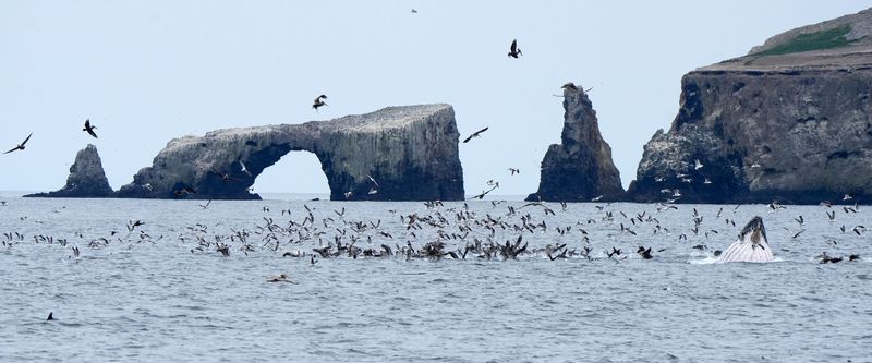 Humpback whales feed near a marine reserve off Anacapa Island on May 1, 2025.
