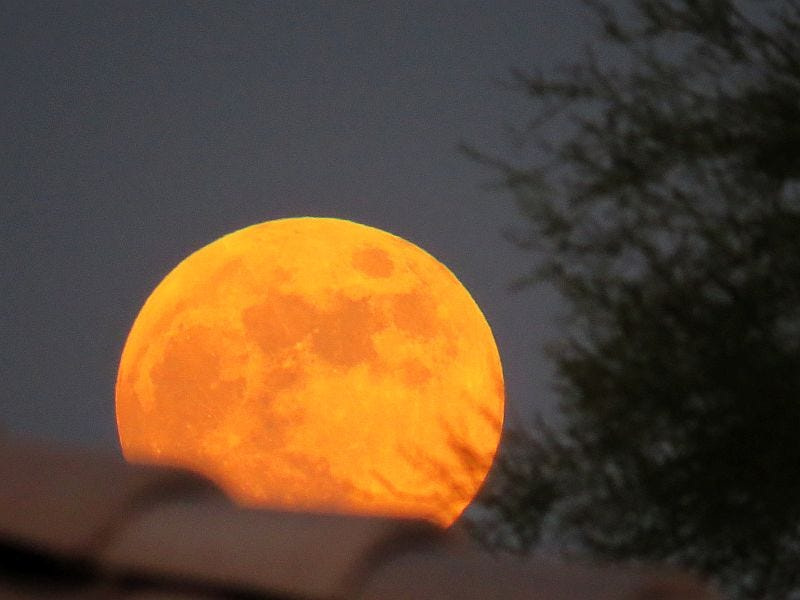 Julys full moon is called the buck moon because early summer is when male deer grow new antlers.