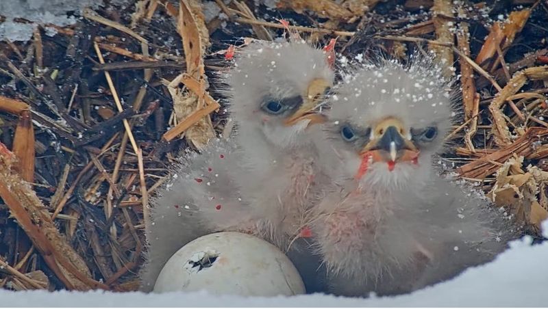 The two chicks of popular bald eagle couple, Jackie and Shadow, "Sunny" and 'Gizmo," have grown up since their January births, recorded by the nonprofit Friends of Big Bear Valley.