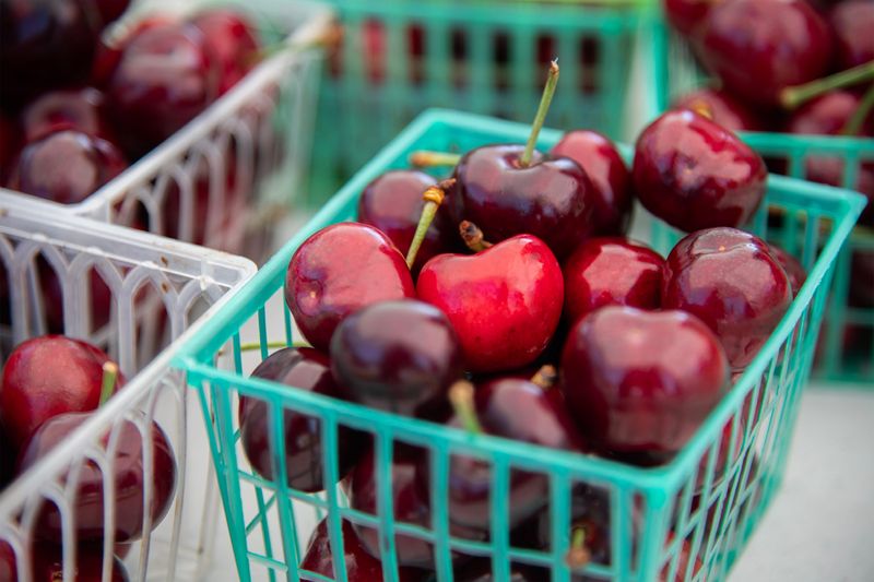 Baskets of cherries are ready for sale at the Linden-Peters Chamber of Commerce’s booth at the annual Linden Cherry Festival at Linden Elementary school in Linden on May 17, 2025.