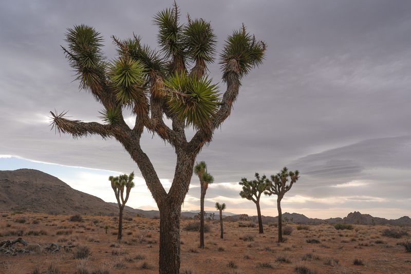 Joshua trees dot the landscape as the sun begins to set in Joshua Tree National Park, Calif., May 12, 2025.