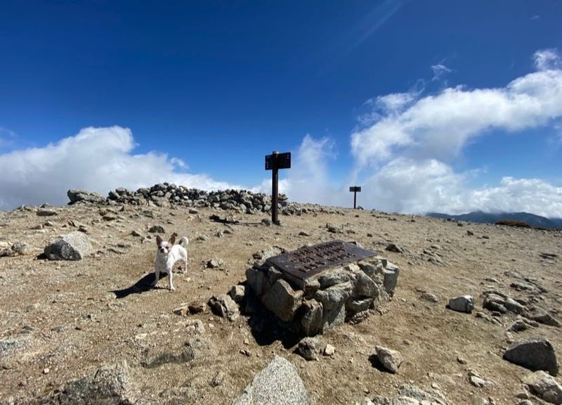 Daily Press journalist McKenna Mobley hikes to the top of Mt. Baldy with her Chihuahua Lupe.