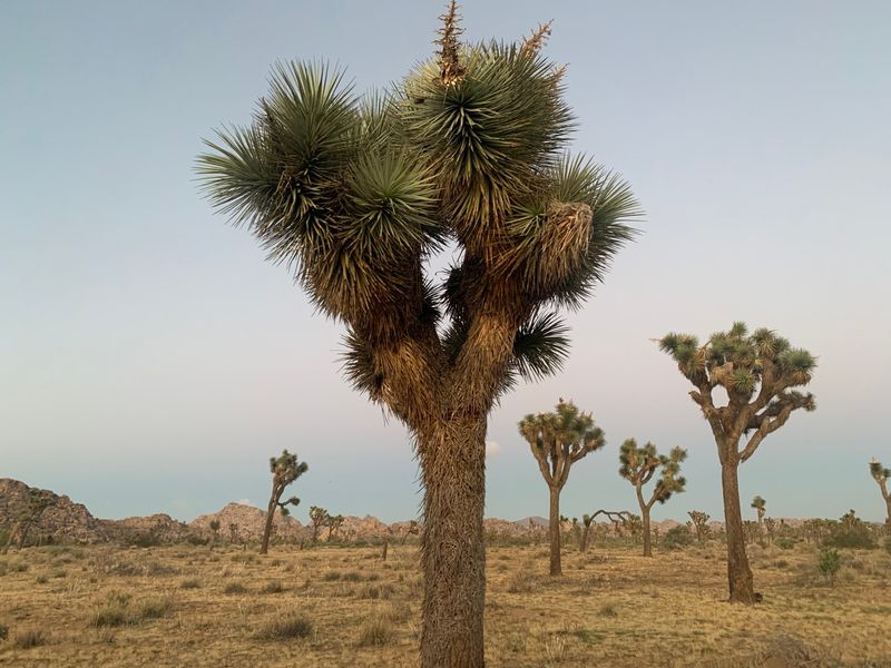 Join the California Department of Fish and Wildlife at a Joshua tree workshop on June 20 at Hesperia City Hall to learn the updated rules and protections of Joshua tree care and handling on your property.