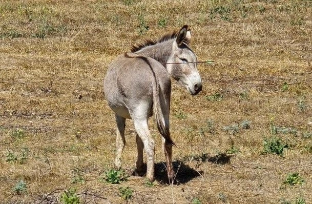 At least two wild donkeys were found shot with arrows in Moreno Valley, sheriff's officials reported on Tuesday, June 17, 2025.