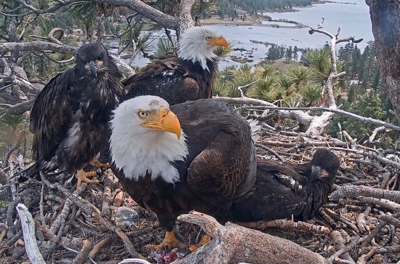 The Big Bear bald eagles are pictured in their nest near Big Bear Lake on Monday, May 12, 2025.