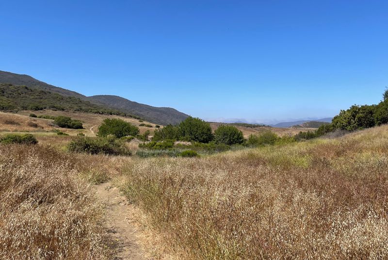 Grass and brush has started to dry out along trails at Rancho Sierra Vista in the Thousand Oaks area as of July 6.
