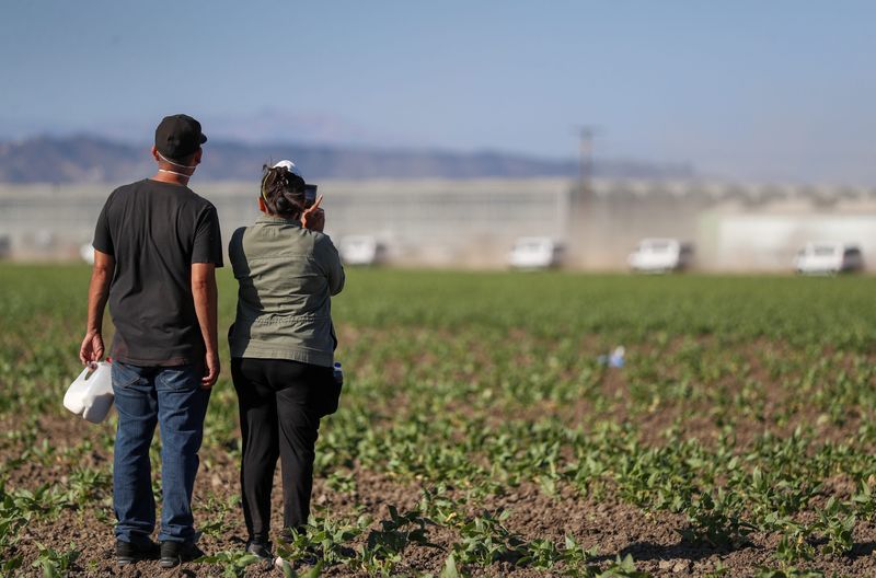 A man and woman stand in an agricultural field and watch as vans exit the Glass House facility off Laguna Road near Camarillo during a federal immigration raid on July 10, 2025.