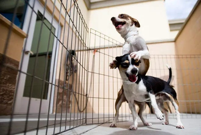The Apple Valley Town Council meet on Tuesday, July 22, 2025, to decide whether to sell its animal shelter to San Bernardino County for $15 million.