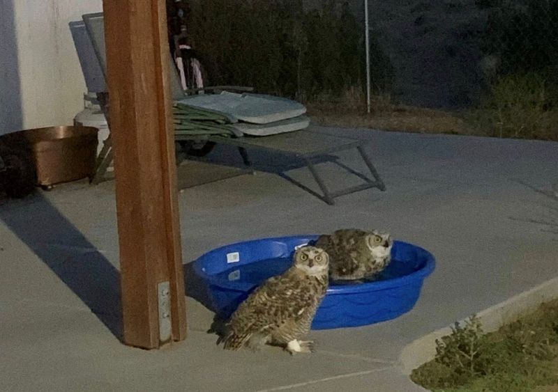A pair of owls has been showing up consistently this summer to take a dip in Apple Valley resident Rebecca Smith's doggie pool.