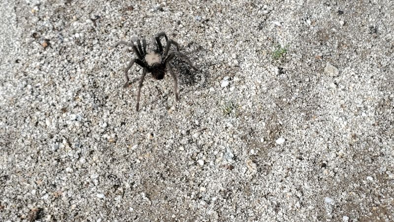 A California ebony tarantula in California in 2022. The males of the species are much more visible in the fall when they begin wandering in search of a mate.