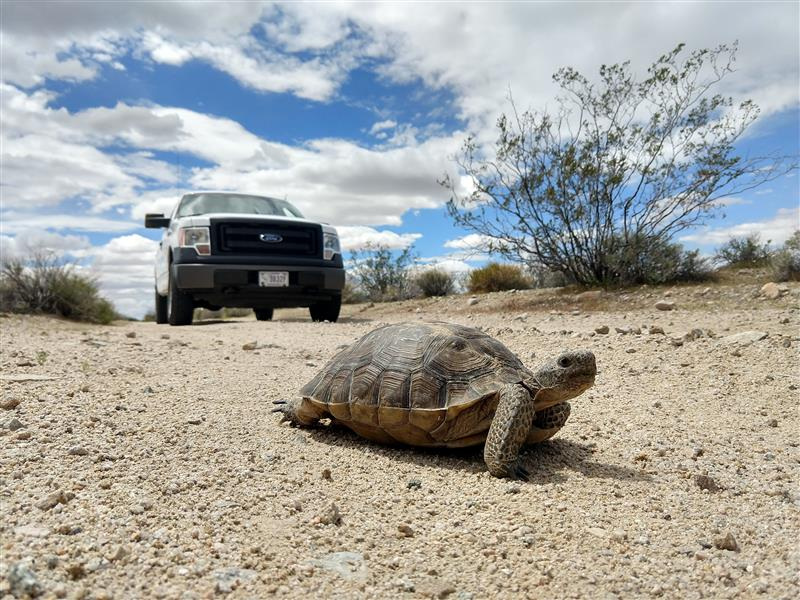 The Mojave Desert Preserve has announced a limited number of winter job openings with the goal of protecting desert tortoises.