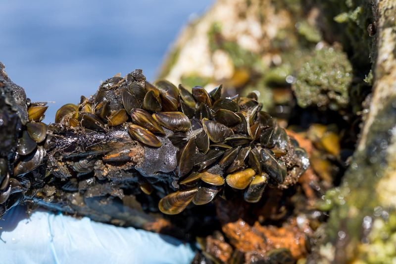 Golden mussels, pictured in an undated photo.