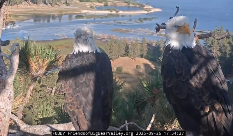 Big Bear Lake's famed bald eagle couple Jackie and Shadow were spotted paying a visit to their nest on Friday, Sept. 27, 2025.