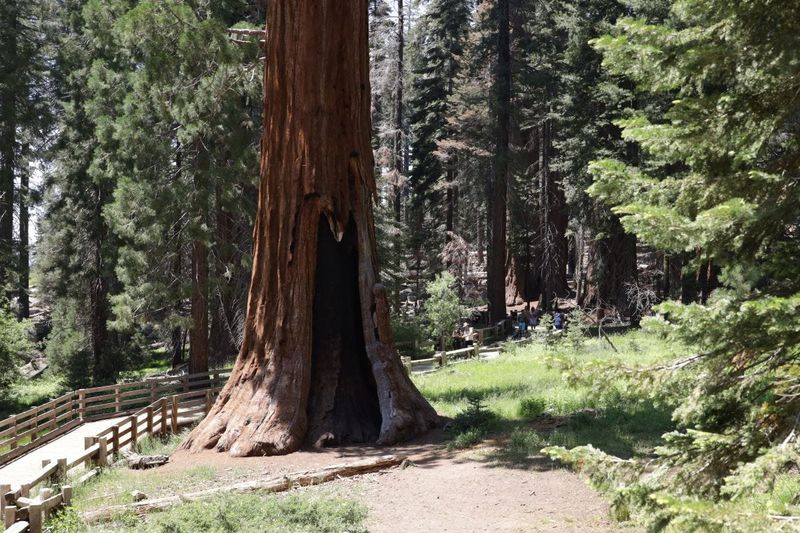 At Sequoia and Kings Canyon, visitor spending in 2024 resulted in a $230 million benefit to the local economy.