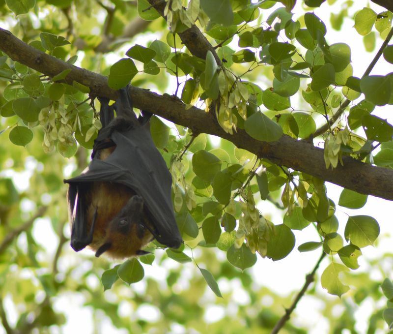 Five bats in Tulare County have tested positive for rabies in 2025.
