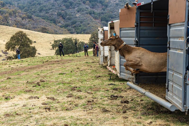 Tule elk are released onto the Tule River Indian Reservation in Tulare County on Oct. 22, 2025.