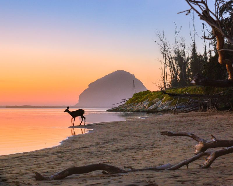 Photo of Morro Bay State Park by Wes Bracken wins Wildlife & Nature category of 2025 California State Parks Foundation Photo Contest.