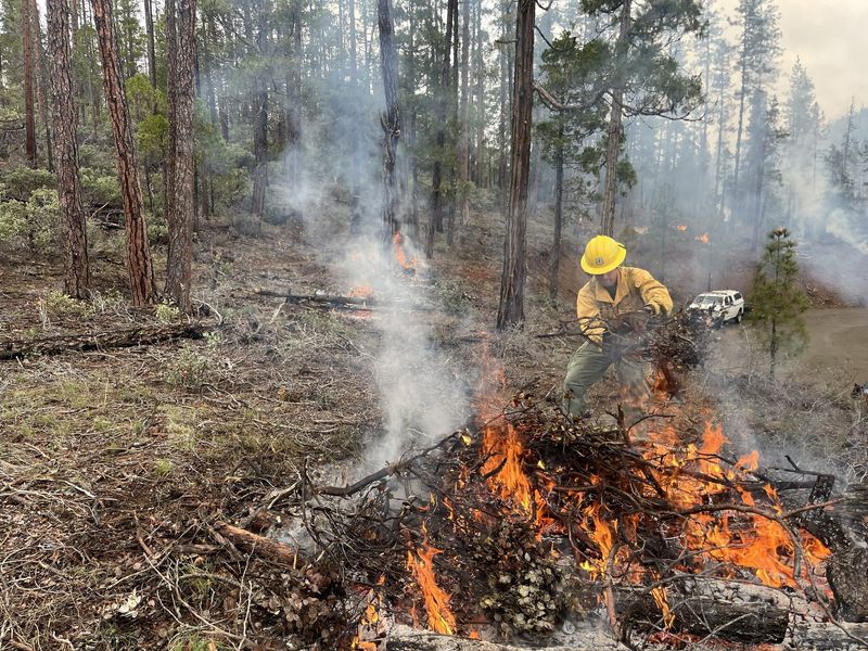 A firefighter burns dead brush in a controlled burning effort to mitigate fire risk in the Shasta Trinity National Forest.
