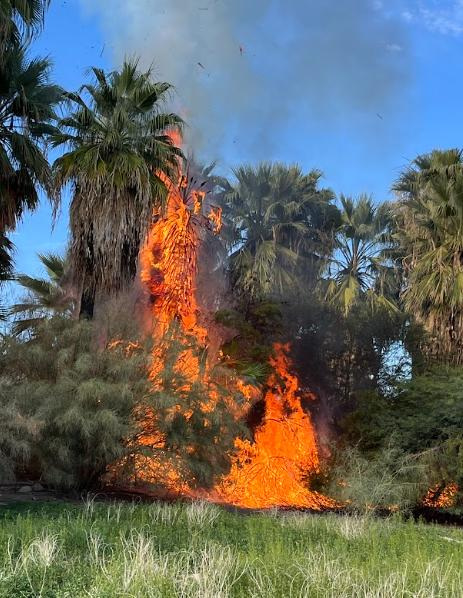 A brush fire at Prescott Preserve spread to dozens of nearby palm trees on shortly after 2 p.m. Sunday, Feb. 1. Firefighters were able to stop the fire's progress within a couple hours of the blaze breaking out.