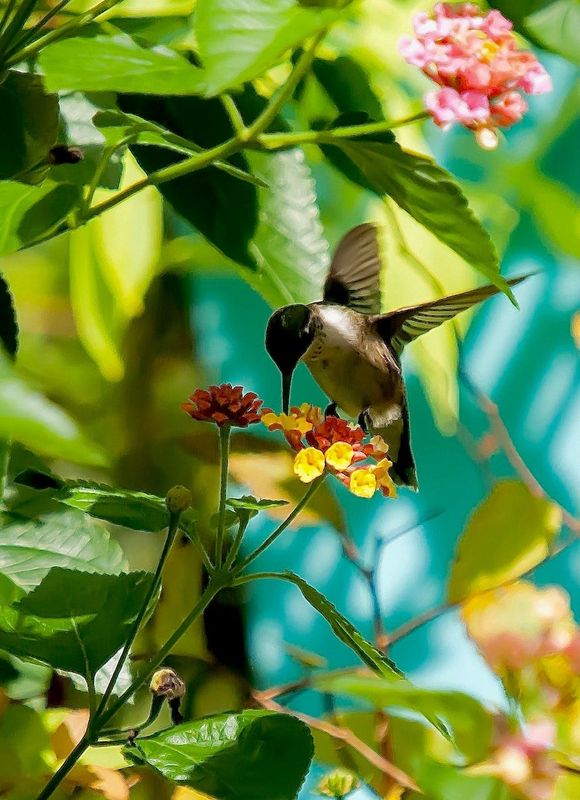 With spring nearly upon us, migrating hummingbirds are making their way across California.