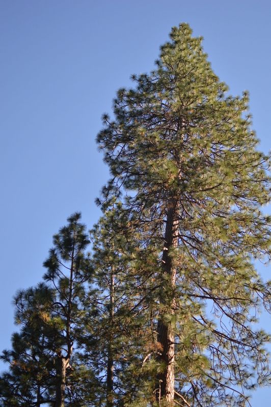 Pine trees in the foothills of California's Sierra Nevada Mountains.