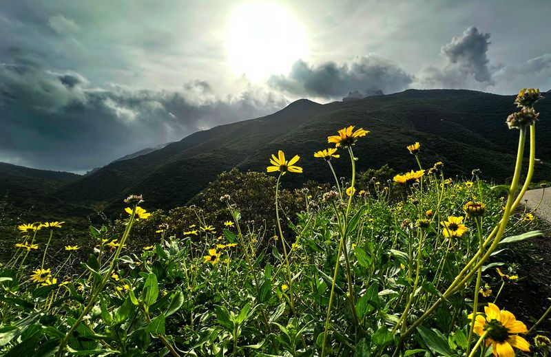 Wildflowers run along Big Sycamore Canyon Road at Point Mugu State Park in February 2026.