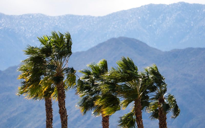 Palm trees blow in the heavy winds in La Quinta.