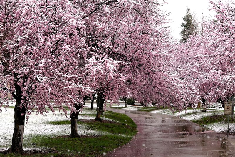 A layer of snow coats tree blossoms outside Redding City Hall on Thursday morning, Feb. 19, 2026.