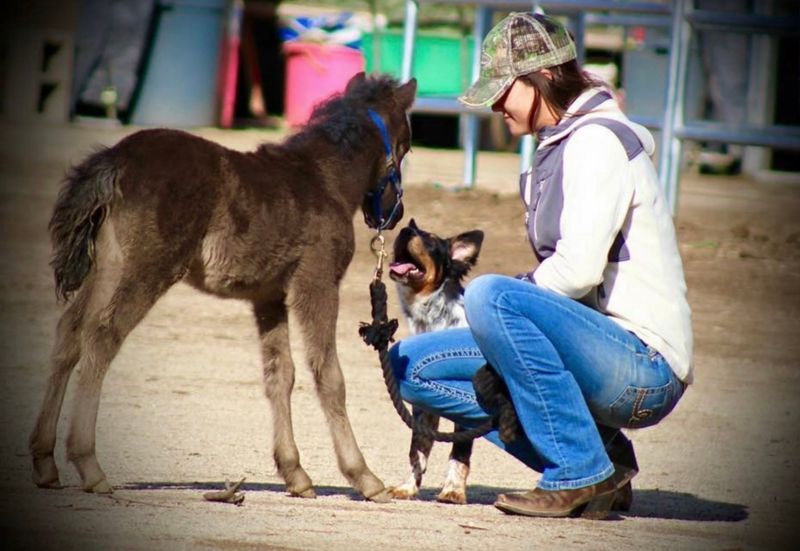 The sanctuary rescues alpacas, donkeys, emus, miniature cows, mules and pigs.
