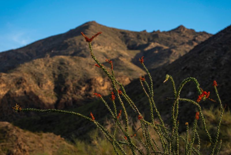 Ocotillo blossoms rise before the Santa Rosa Mountains at the base of Highway 74 in Palm Desert, Calif., Friday, Feb. 27, 2026.