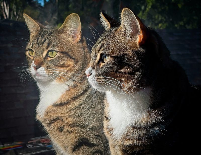 Joseph Torres Jr. of South Pasedena used an Apple iPhone 12 Pro to photograph his cat Lulu at his home.