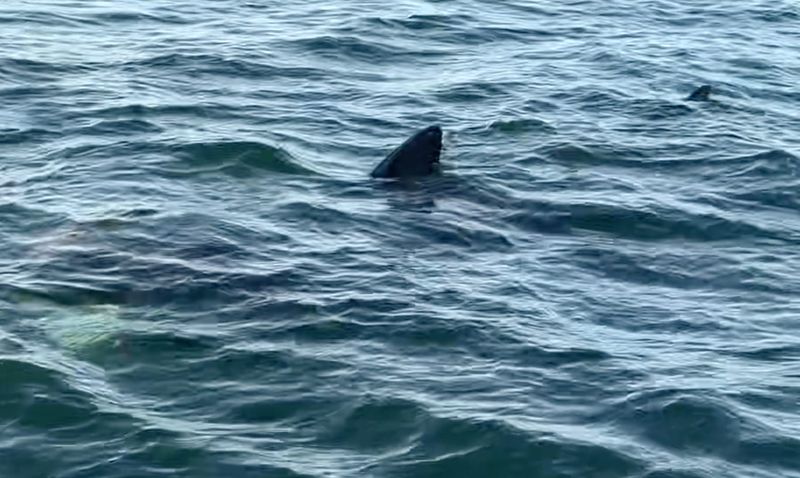 Passengers and crew on an Island Packers boat spotted a roughy 20-foot basking shark on the way from Ventura Harbor to Santa Cruz Island on March 3.