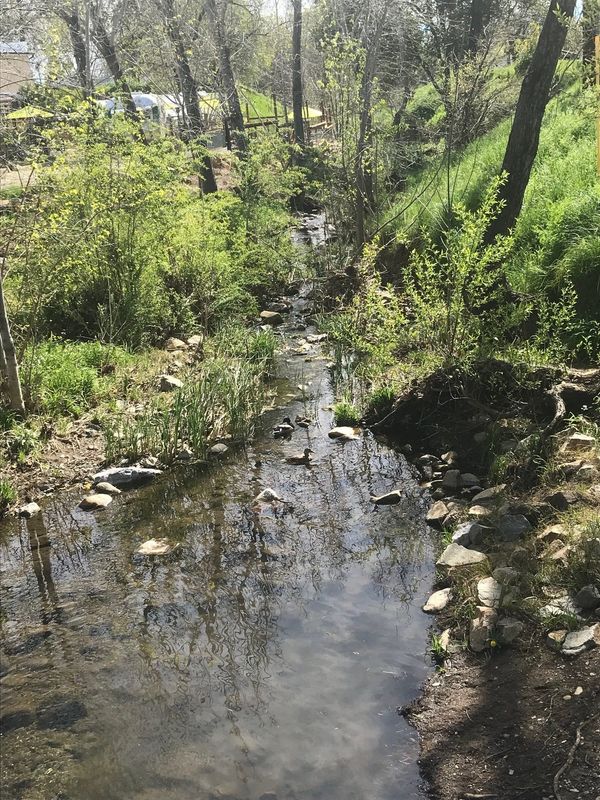 Ducks splash in Calaboose Creek, near Plantable and Pourboys Tapyard in Redding on March 3, 2026.