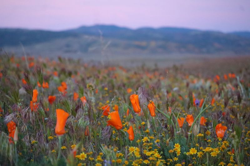 The Antelope Valley Poppy Reserve is blooming with color.