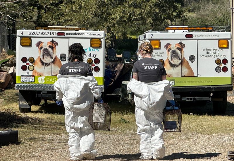Pasadena Humane staff assists partnering agencies in the rescue of more than 300 dogs and cats from a property in Lake Hughes, California, on Friday, March 20, 2026.