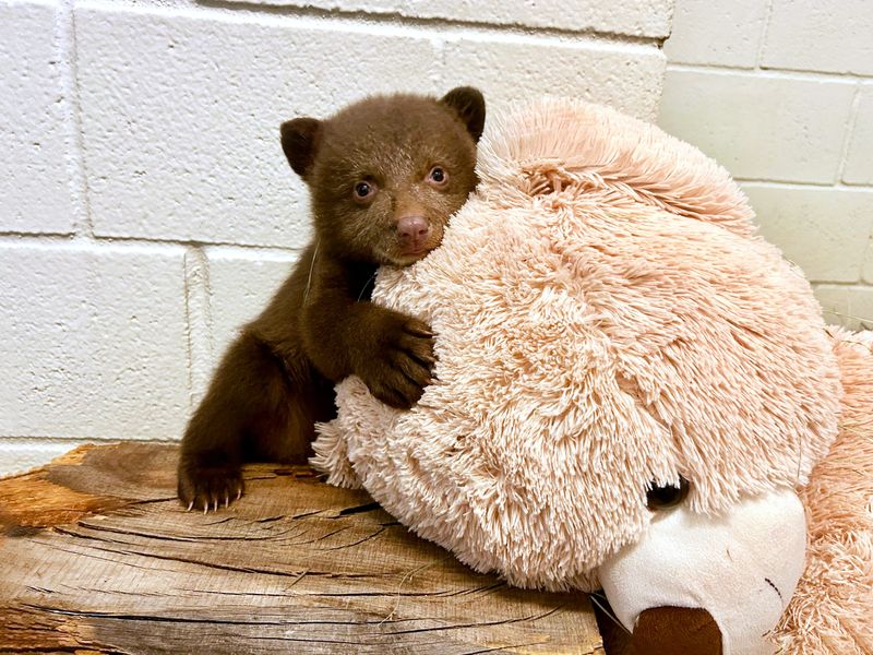 The orphaned cubs arrived at San Diego Humane Society’s Ramona Wildlife Center on March 15.