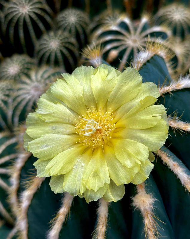 Cynthia Barker of Stockton used an Apple iPhone 14. To photograph a flowering balloon cactus at Volunteer Park in Seattle, Washington.